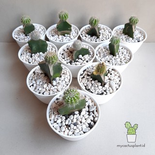 Kaktus  Mini  Grafting murah bonus pot  putih Shopee Indonesia