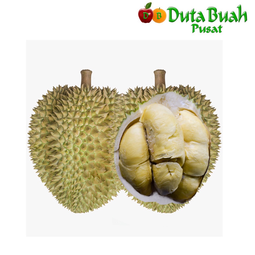 

DUTA BUAH DURIAN MEDAN (1.6kg-2KG / buah)