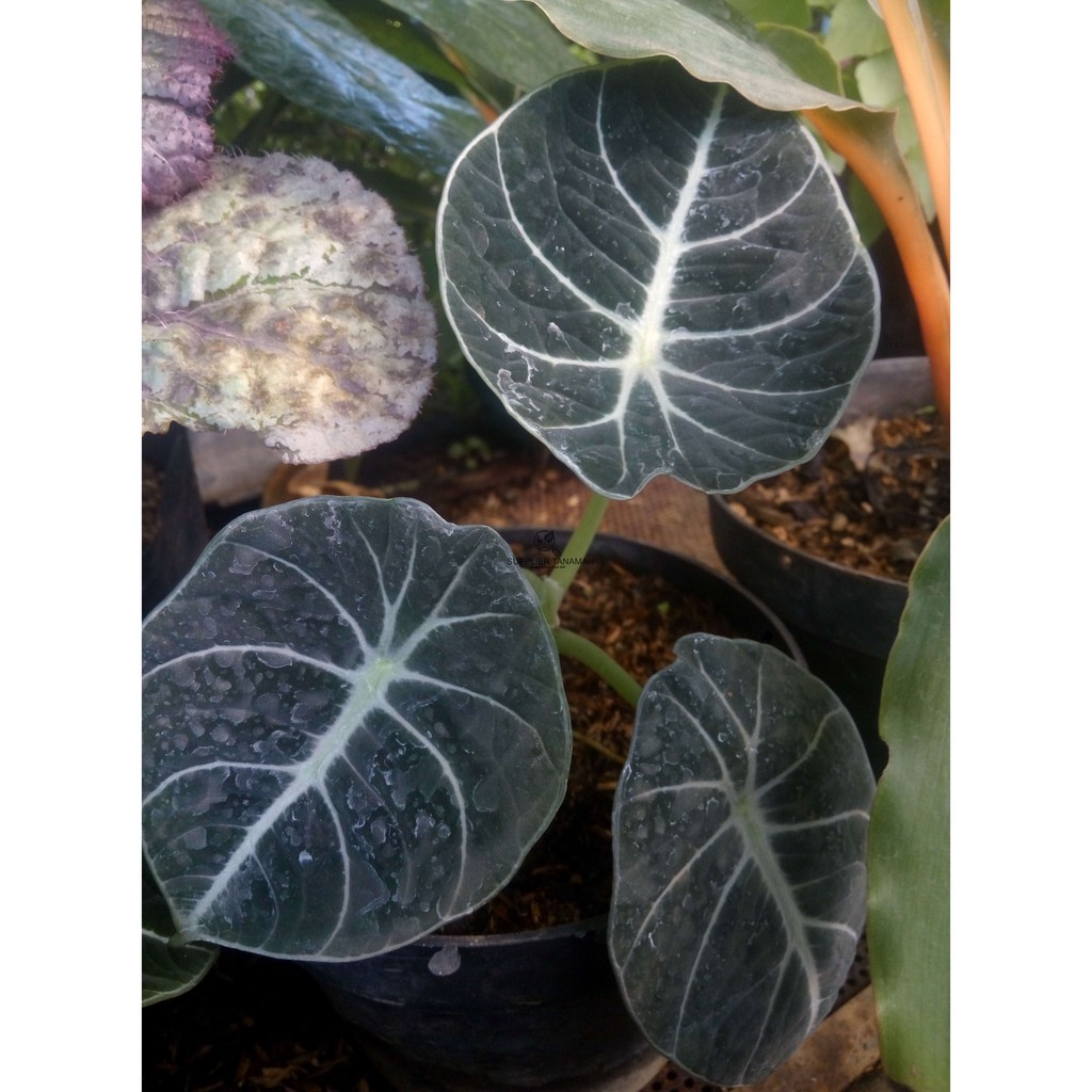 Tanaman Hias Alocasia Black Velvet Keladi Black Velvet Shopee Indonesia