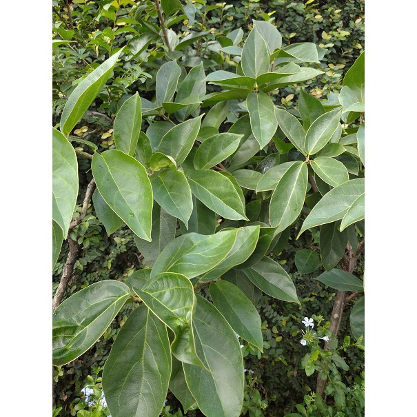 

DAUN CINCAU PERDU SEGAR~Premna Oblongifolia Merr.. ~MINIM ORDER 3KG @