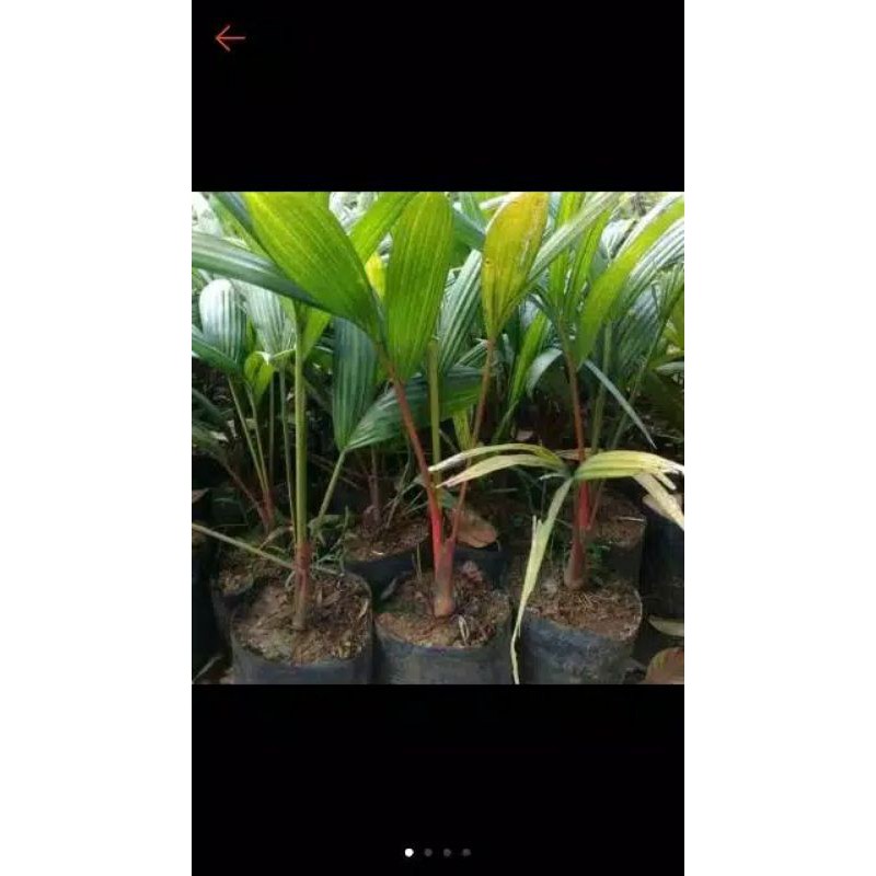 Bibit Palem Merah Pohon Palm Merah Palem Batang Merah Pohon Pelam Merah