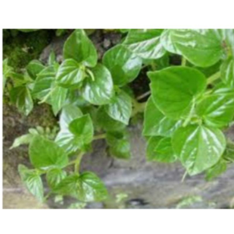 

daun sirih cina degar daun herbal termurah 500gr