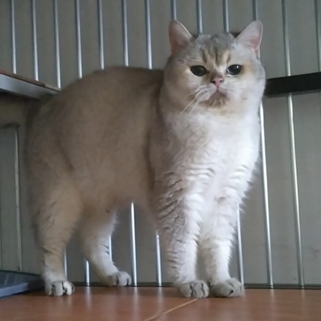British Shorthair Cat Harga - 81021+ Nama Untuk Kucing Comel, Lucu dan Unik
