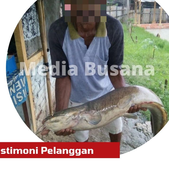 Bestie Essen Esen Racikan Oplosan Umpan Pancing Mancing Lele Jitu Galatama Gt Harian Lomba Ikan Lele