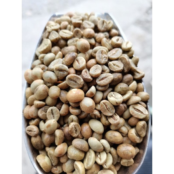 

Java Robusta Temanggung Grade 1 (corp 2024)