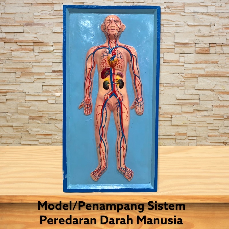 

Alat Peraga torso Peredaran Darah Manusia - Alat Peraga Biologi [100% Original Product]
