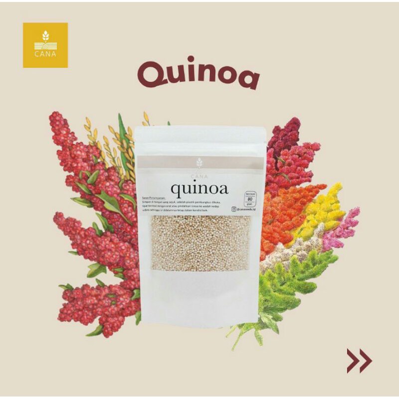 

Quinoa Putih 80 Gram Premium White Chenopodium Kinoa Pearl Premium Diet Healthy Canaseeds