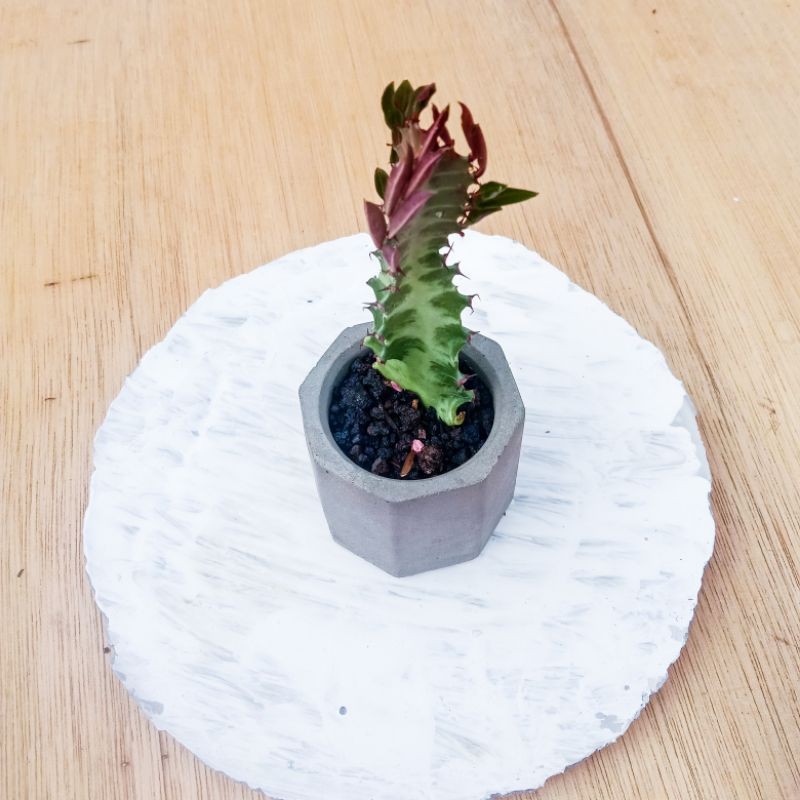 African milk tree//sukulen//kaktus ownroot