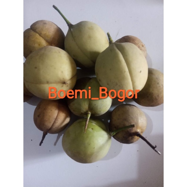 

Biji Pala Buah Pala