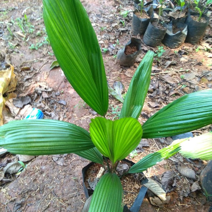taneman hias indoor palem kol palem kipas licuala grandis taneman