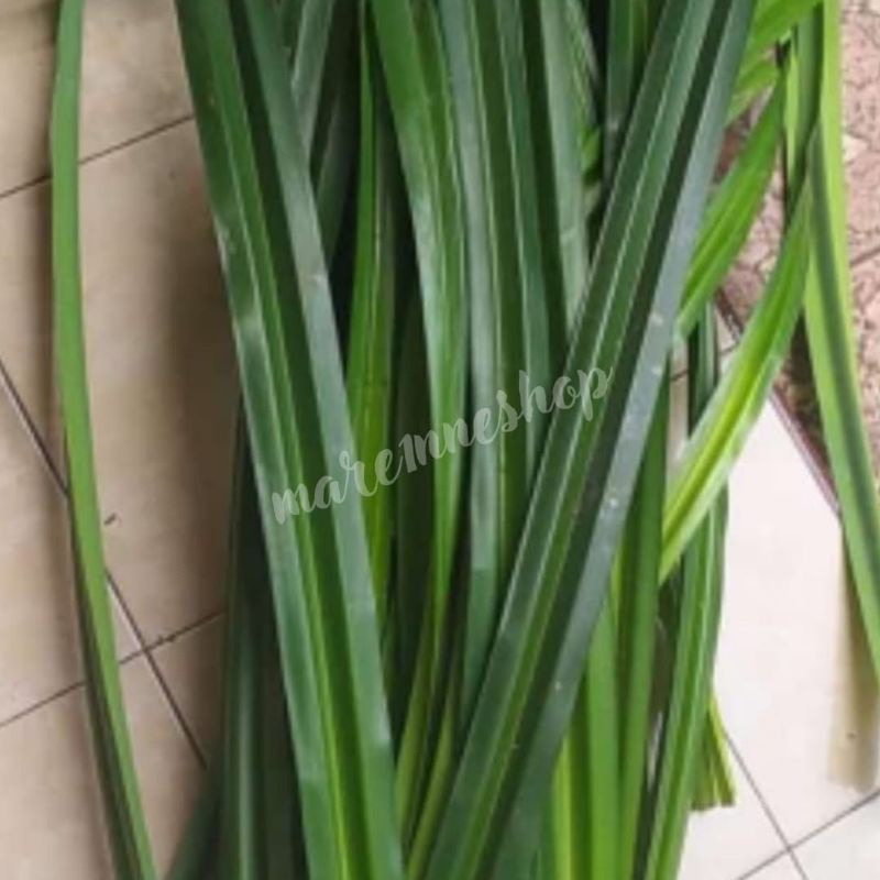 

Daun Pandan Besar / Jumbo Bacang asli Bangka ( Baca Deskripsi )