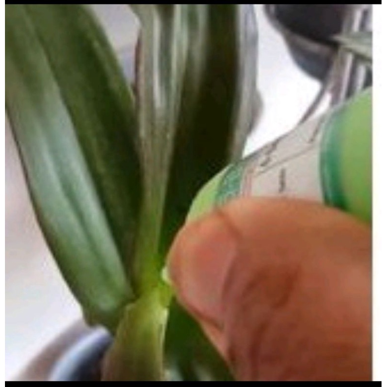 6-BAP perangsang tunas