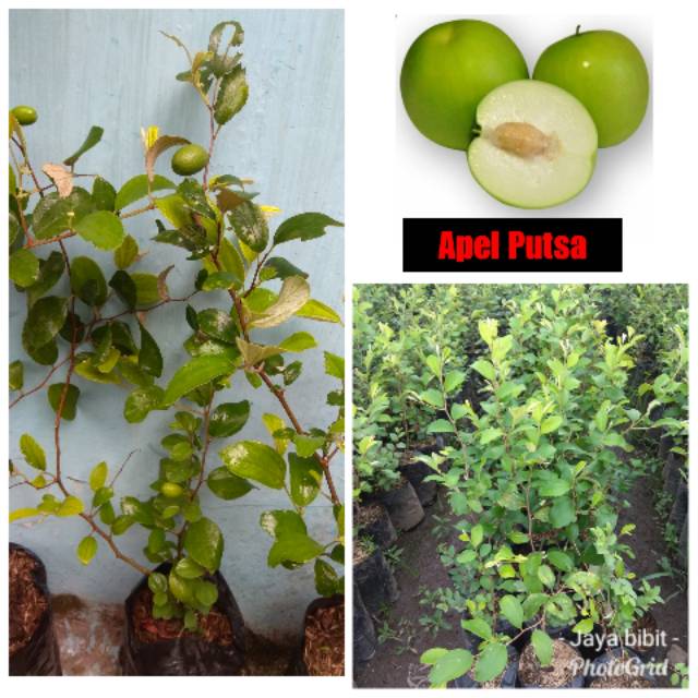 JBR05/Bibit Apel Putsa/Bidara india/bisa dipot