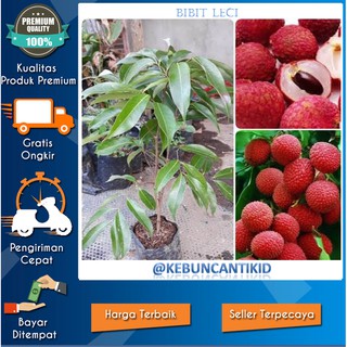 Wju Mpwzlzi9gm https shopee co id angel brand logan lychee kaleng buah siap saji kemasan kaleng rasa kelengkeng leci branded i 96700458 1597035584
