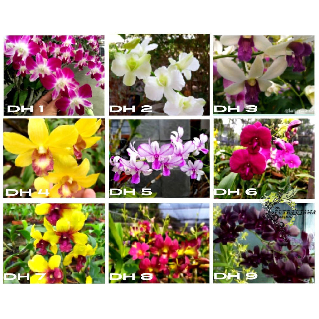 Bibit Anggrek Dendrobium Hybrid Dalam Botol