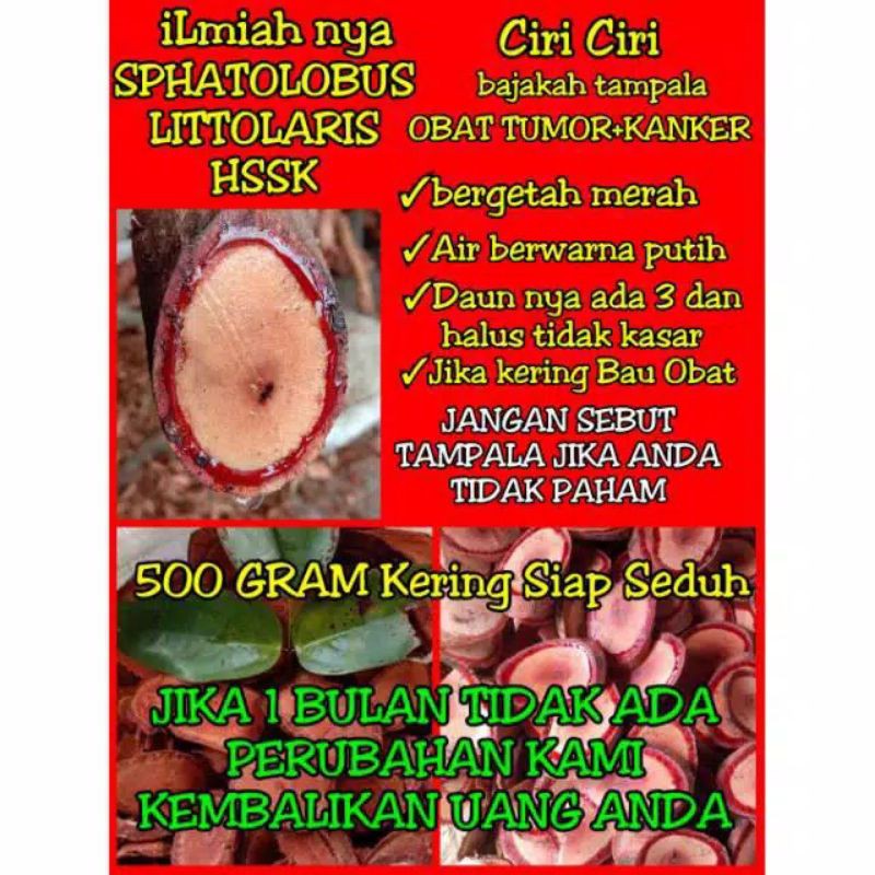 

Akar bajakan Asli bumi kalimantan