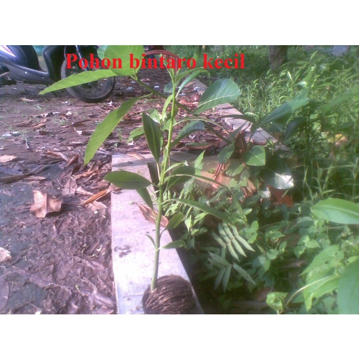 Pohon bintaro / Buah simpalak (Bibit / benih)