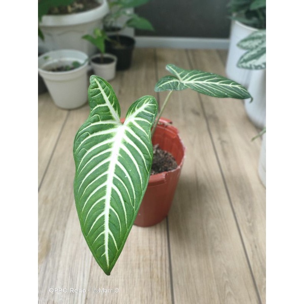 Xanthosoma#Lindenii#Keladi Zebra