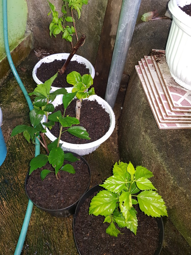 Paket Bunga Sepatu 5pcs