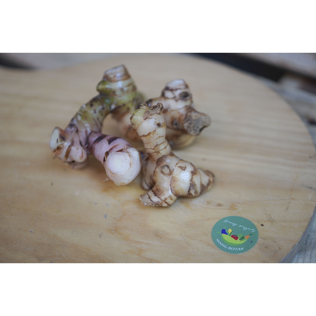 

Lengkuas 1 pack (100 gr)