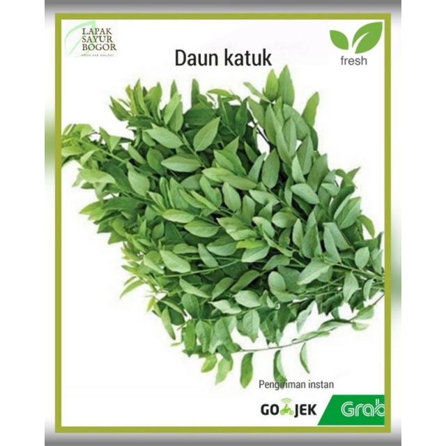 

sayur daun katuk