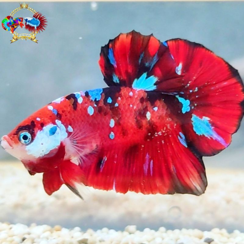 Ikan Cupang Koi Galaxy Multicolour
