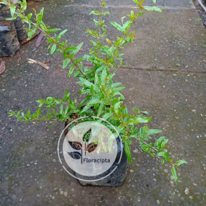 Bibit Delima Merah Pohon Delima Merah Bibit Buah Delima Merah Pohon Buah Delima Merah