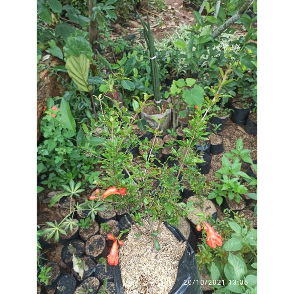 POHON BUAH DELIMA/TANAMAN DELIMA HIDUP