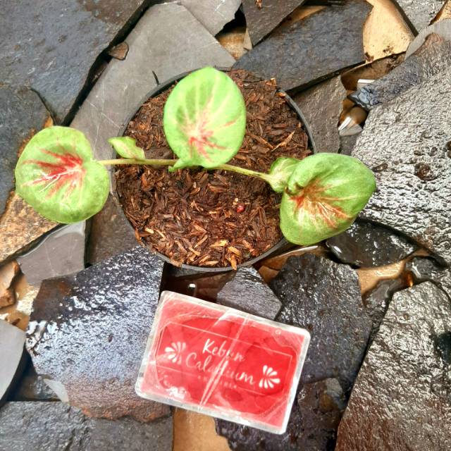 Pink Monshine Caladium Keladi Kaladi Caladium Import Thailand Talas Lompong Tanaman Hias Bunga Shopee Indonesia