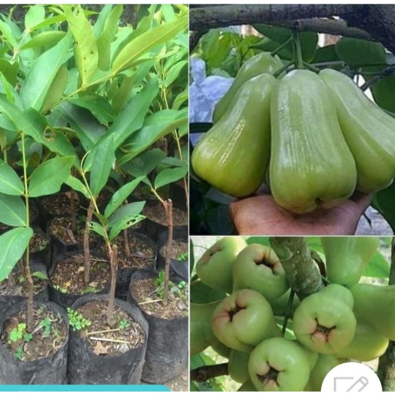 bibit jambu madu Deli hijau