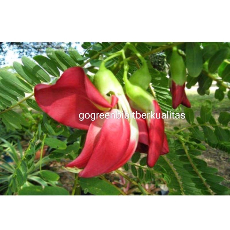 Bibit turi warna merah