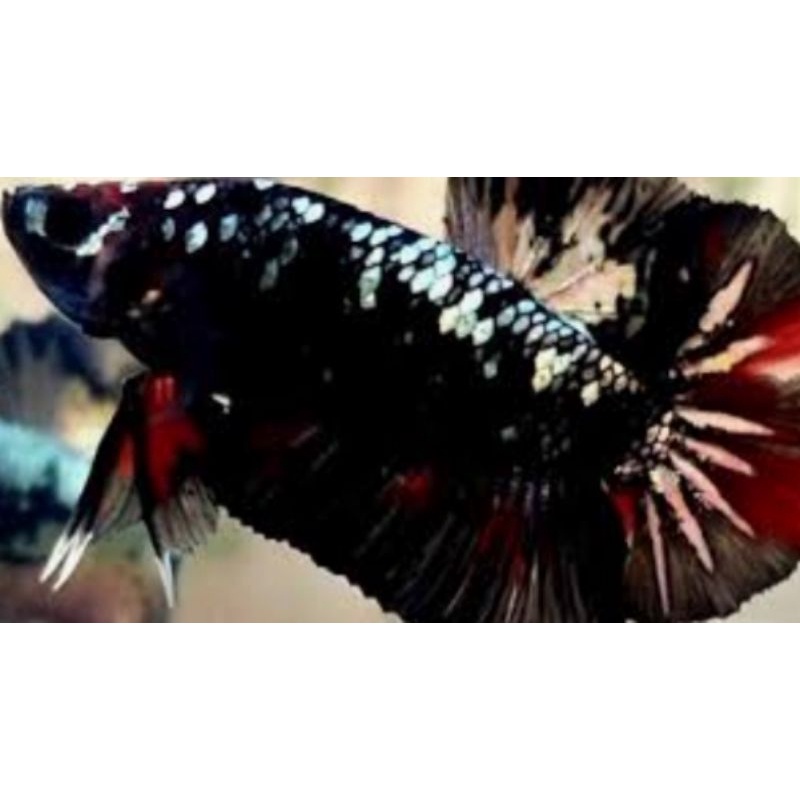 ikan cupang avatar gordon