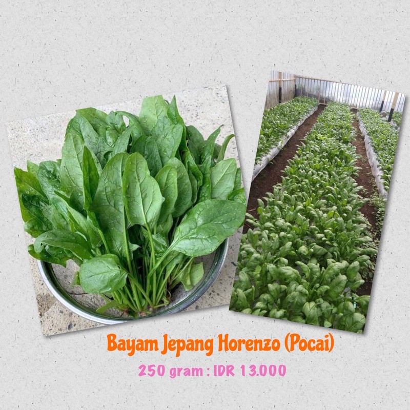 

Bayam Jepang Horenzo (Pocai)