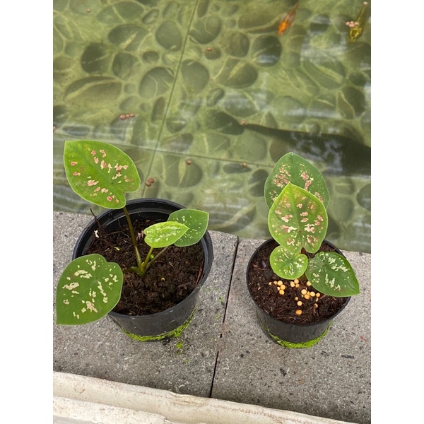 Caladium Ymk