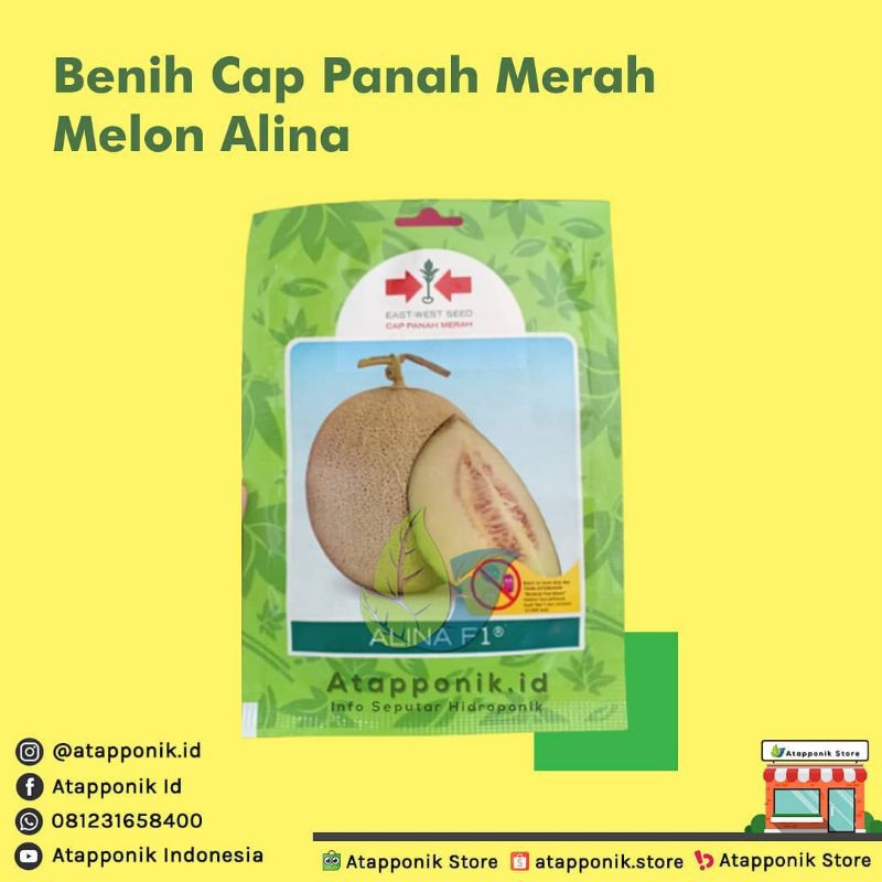 benih bibit melon hijau manis alina f1