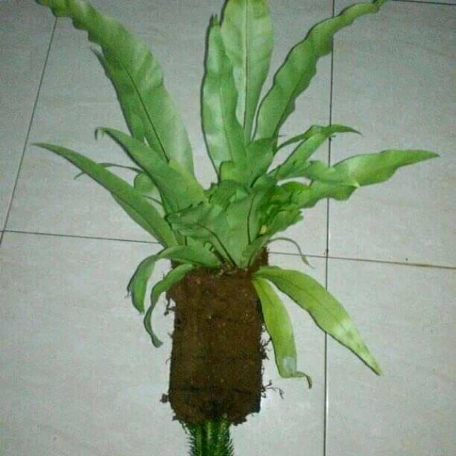 simbar
