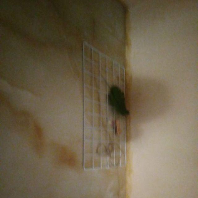 Hiasan Dinding Panjang/hijang/wall Grid/pajangan Polaroid/pajangan Notes Murah