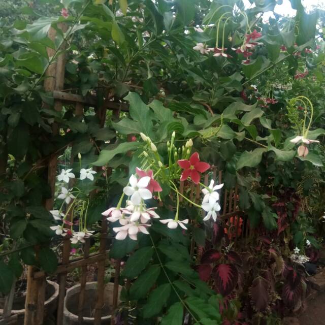 mitragarden_sujianto