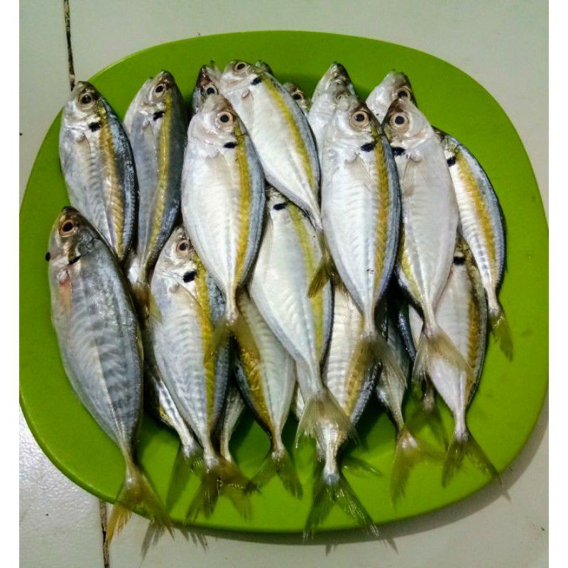 

Pasar Online Segar Murah - Ikan Selar Segar 500gram