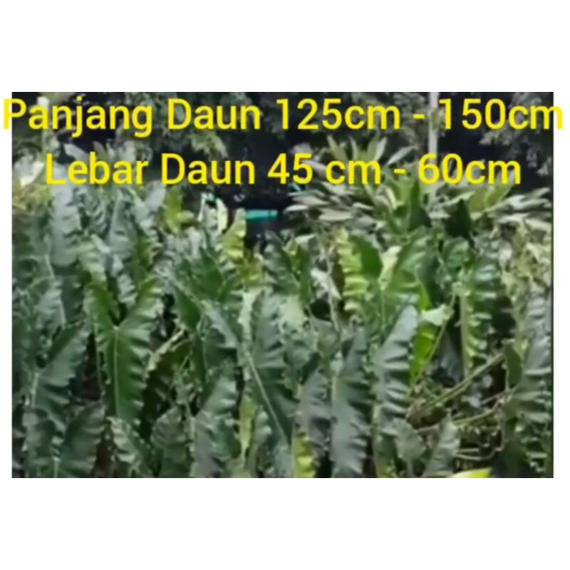 Tanaman Hias Philodendron Williamsii Aviary ORIGINAL - ukuran XXL