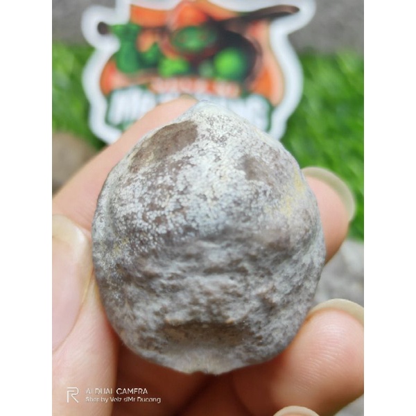 MUNCANG ADU MAYIT OBAR ORI INDUNG 100%
