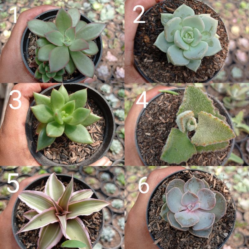 Sukulen satuan mini termurah bisa pilih jenis