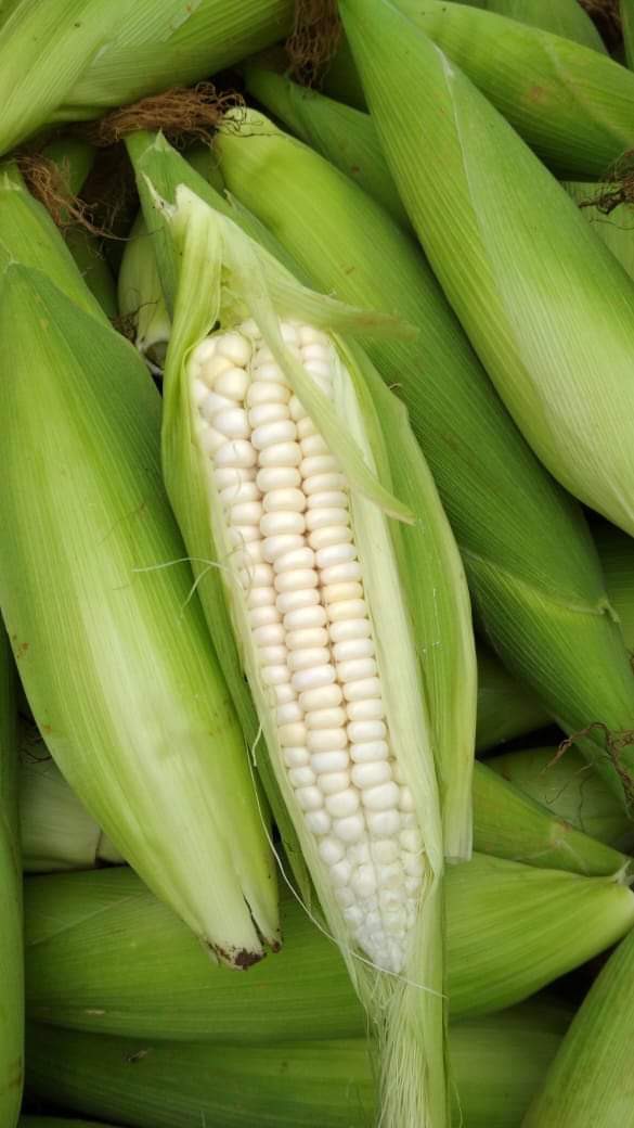 Alat Pemisah Kuning Putih Telur/saringan Telur/alat Dapur