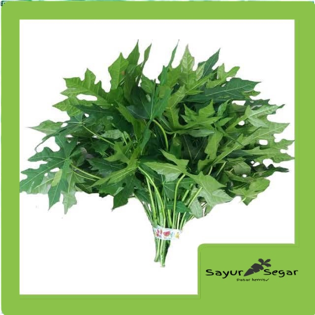 

Daun pepaya jepang [1 ikat]