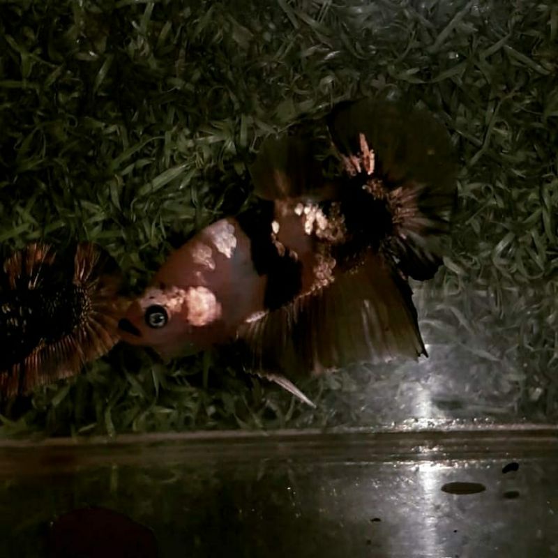 Yellow Koi Copper Gold