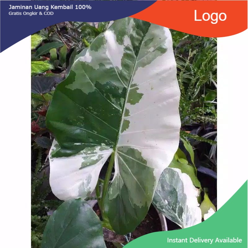 NEW tanaman hias sente variegata umbi / umbi sente variegata / talas variegata / variegata