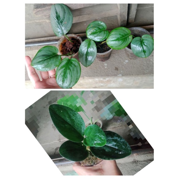 paketan murah scindapsus silver oval+scindapsus turbi dark | sp borneo