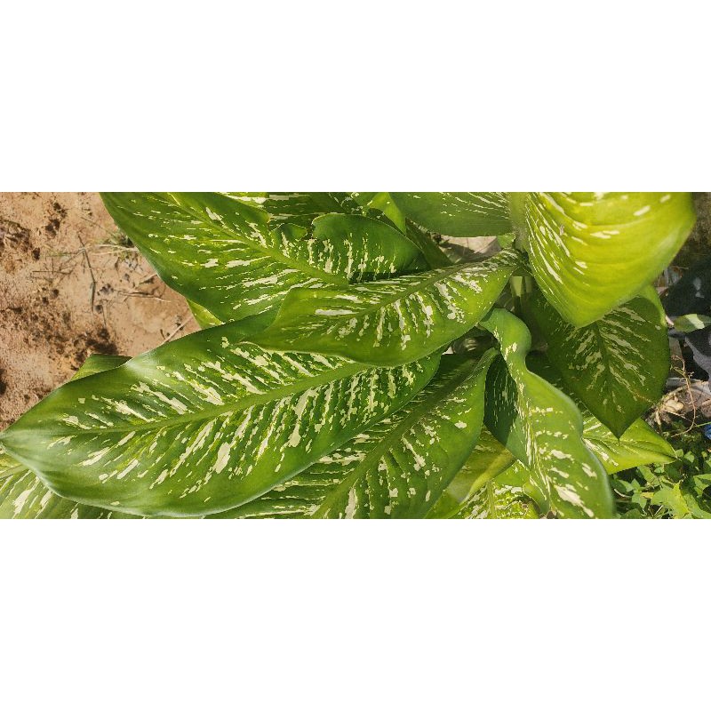 blanceng beras tumpah