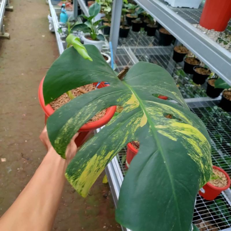 Monstera aurea yellow marmorata varigata - bibit bonggol batang monstera marmorata