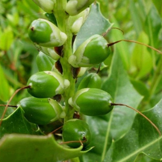 

buah jeruju termurah